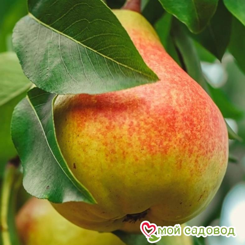 Груша Видная Летняя