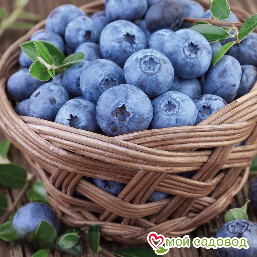 Высокорослая голубика "Блюкроп"