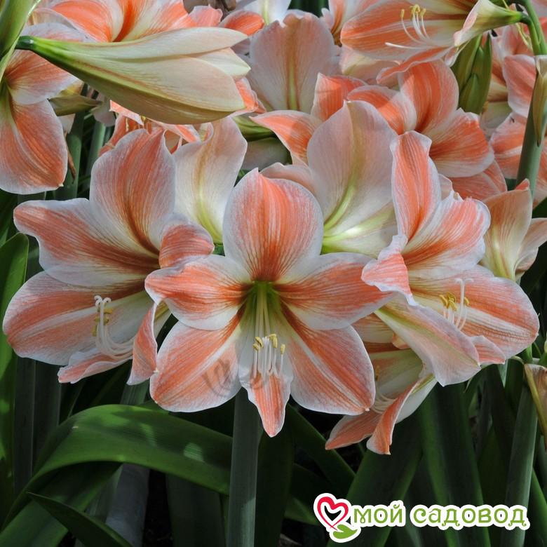 АМАРИЛЛИСА АБРИКОСОВЫЙ ПАРФЕ