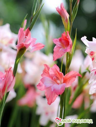 ГЛАДИОЛУС ЗАВОРАЖИВАЮЩАЯ КРАСОТА