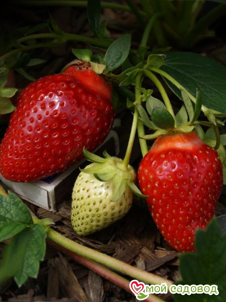 Клубника Вивара