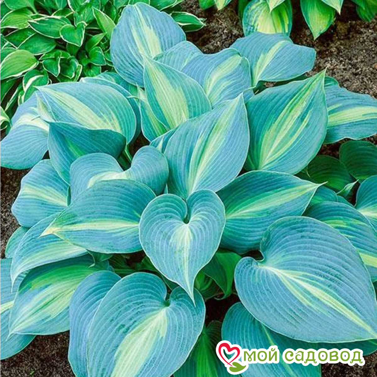 Хоста Лунный Свет